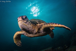Green Sea Turtle from this afternoon in Hawaii by Tony Cherbas 